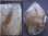 画像2: パキスタン・ハーラン産ブルッカイト＆「根ルチル（ゴールド）」付き水晶原石118.2g (2)