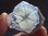 画像1: 内モンゴル産トラピチェ模様ヘデンベルガイト水晶研磨スライス15.5g (1)