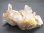 画像2: スカルドゥ産ゴールデンヒーラー水晶原石157.7g (2)