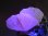 画像2: ダルネゴルスク産カラーレス蛍光フローライト＆カルサイトonスファレライト原石265.4g (2)