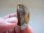 画像1: スカルドゥ産クリア水晶（リモナイト付き）17.6g (1)
