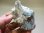 画像1: コラ半島産カイヤナイト原石145.0g (1)