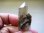 画像1: ポーラー（北極）ウラル産クローライト付き水晶16.5g (1)