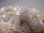 画像1: キャビネットサイズ：ダルネゴルスク産ナチュラルレインボー水晶＆カルサイト＆ダトー石原石1,084g (1)