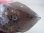 画像2: トルコ産「エーゲ海水晶」スモーキークオーツ（バイオタイト入り） 153.7g (2)
