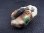 画像1: アフガニスタン産パンジシール・エメラルド原石（ブラックトルマリン付き） 19.9g (1)