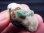 画像2: アフガニスタン産パンジシール・エメラルド原石（ブラックトルマリン付き） 19.9g (2)