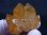 画像1: ザンビア産天然シトリン水晶クラスター（ゴールデンヒーラー） 46.2g (1)