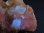 画像2: インド産ピンクヒューランダイト＆スティルバイト＆蛍光カルサイト原石 46.1g (2)