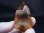 画像1: ガネーシュヒマール・ヒンドゥン産ゴールデンヒーラー水晶ポイント 46.1g (1)