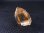 画像2: ガネーシュヒマール・ヒンドゥン産ゴールデンヒーラー水晶ポイント 7.8g (2)