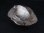 画像2: ガネーシュヒマール・ティプリン産ウォータークリア水晶 71.4g (2)