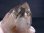 画像2: ガネーシュヒマール・ティプリン産ウォータークリア水晶（ゴーストファントム） 39.6g (2)