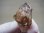 画像2: ジンバブエ産シャンガーンエレスチャル水晶原石（セプター） 11.1g (2)