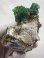画像1: ナミビア・オコルス鉱山産フローライト（グリーン）/水晶/曹長石/マイカ原石 136.3g (1)