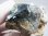 画像2: ザギマウンテン水晶＆カルサイト原石（エジリン/ブラックトルマリン入り） 54.2g (2)