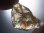 画像1: オレゴンサンストーン原石（レインボー入り） 42.8カラット (1)