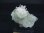 画像1: 福島県蛍鉱山産ペイルグリーンフローライト＆ニードル水晶原石（強蛍光） 9.3g (1)