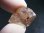 画像1: ブラジル産バーストルチルイン水晶原石 3.5g (1)