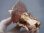 画像1: ベトナム産八面体ライトピンクフローライト原石（ドゥルージ水晶皮膜/カラーシフト） 436.4g (1)