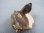 画像1: ベトナム・タインホア産アクアマリン付きスモーキー水晶（ブラックトルマリン/微斜長石） 62.6g (1)