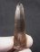 画像1: マラウイ・ムランジェ産クリアスモーキー水晶 15.1g (1)