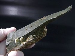 画像2: キャビネットサイズ：ガネーシュヒマール・リー産クローライト入りレーザーポイント水晶（曲がり/貫入り） 133.4g