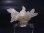 画像2: 山梨県竹森産水晶クラスター（ソリューション型） 5.6g (2)