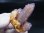 画像2: 南アフリカ産カクタスアメジスト（スピリットクオーツ）ポイント（連晶） 51.7g (2)