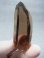 画像1: マラウイ・ムランジェ産クリアスモーキー水晶 45.7g (1)