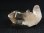 画像2: インド・マニハール産ウォータークリアライトスモーキー水晶（ゴールドルチル入り） 15.9g (2)