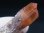 画像2: 南アフリカ・オレンジリバー産アナテース付レッドヘマタイト水晶（タントリックツイン） 18.8g (2)