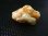 画像2: Hokkaidoite北海道然別湖産蛍光オパール原石 3.2g (2)