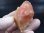 画像1: 福島県桜石山産ローズクォーツ（紅石英）原石 41.9g (1)