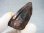 画像2: フィンランド・リプシニエミ産モリオン（黒水晶/ケアンゴーム） 31.9g (2)