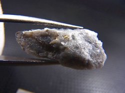 画像1: フランス・オートヴィエンヌ産自然金 1.6g