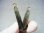 画像1: ノルウェー産水晶ダブルポイント（アクチノライト/ヘマタイト入り） 7.0g (1)