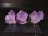 画像2: ベトナム・ハザン産ラベンダーアメジスト 3点セット トータル 5.7g (2)