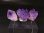 画像2: ベトナム・ハザン産ラベンダーアメジスト 3点セット トータル 6.5g (2)