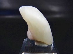 画像2: 和田玉（ホータンぎょく）「無漂白/無着色・白玉」原石 8.3g