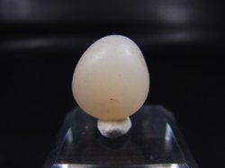 画像1: 和田玉（ホータンぎょく）「無漂白/無着色・白玉」原石 3.4g