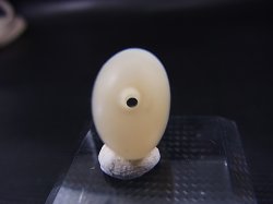 画像1: 和田玉（ホータンぎょく）「羊脂白玉」オリジナルビーズ 約19.5×12.5×9mm