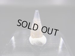 画像2: スリランカ産バイカラーサファイア原石（犬牙型） 1.4カラット