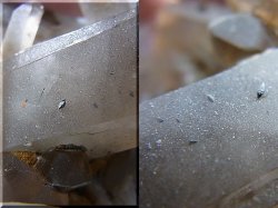 画像2: ノルウェー産ライトスモーキー水晶（連晶/アナテース付/タイムリンクフューチャー） 65.3g