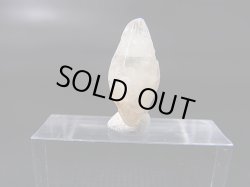 画像1: ミャンマー・モゴック産ホワイトサファイア原石（犬牙型ＤＴ） 5.1カラット