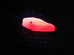 画像2: ベトナムLuc Yen産シルキーサファイア原石（犬牙型） 2.6カラット