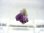 画像1: ドイツ・ザクセン州産フローライトonグリーン水晶 0.6g (1)