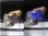 画像2: ドイツ・ザクセン州産フローライトonグリーン水晶(シデライト共生) 1.6g (2)