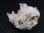 画像1: 栃木県富井鉱山産紫水晶(アメジスト)クラスター 20.8g (1)