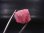画像2: ミャンマー・モゴック産レッドスピネル結晶（双晶） 6.7カラット (2)